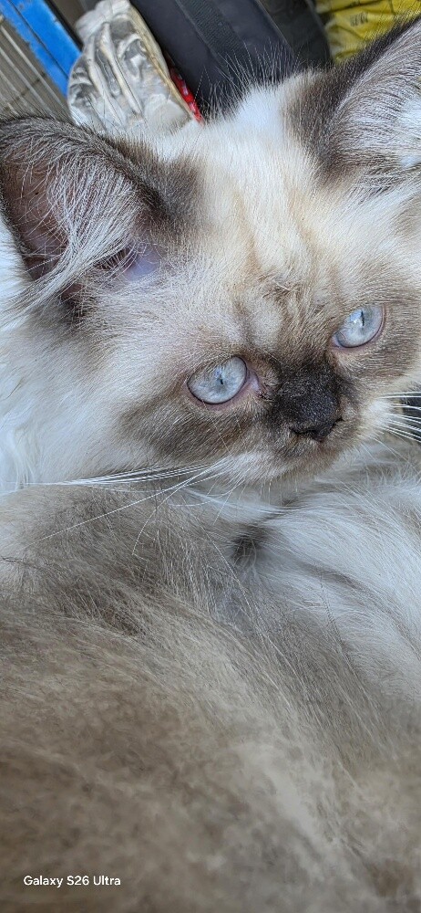 Pure Himaliyan Male & Femals kitten - 3