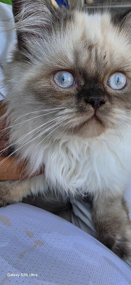 Pure Himaliyan Male & Femals kitten - 4