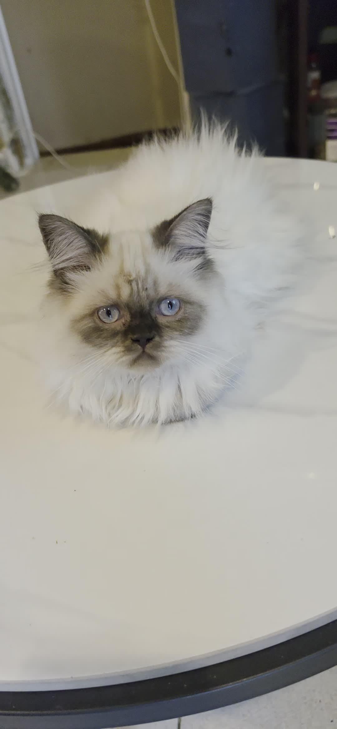 Pure Himaliyan Male & Femals kitten - 5