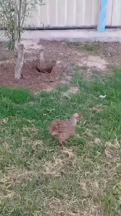زوج صفرد باكستاني - 1