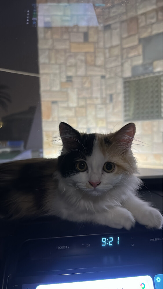 persian cat - 1