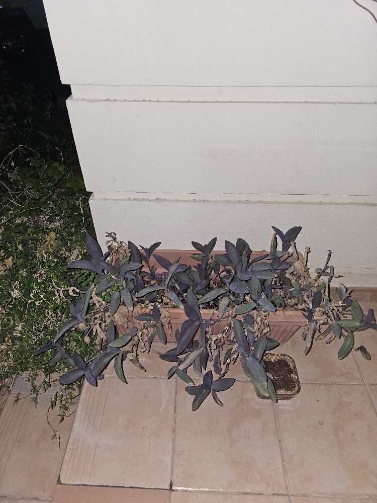 different outdoor plants - 1