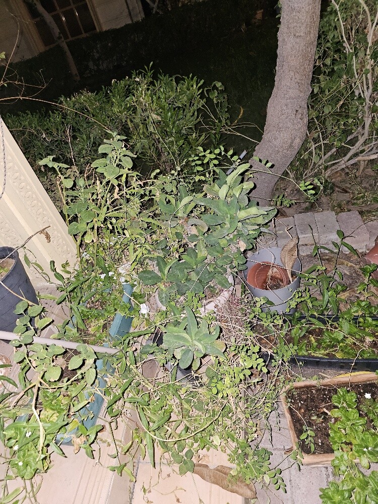 different outdoor plants - 5