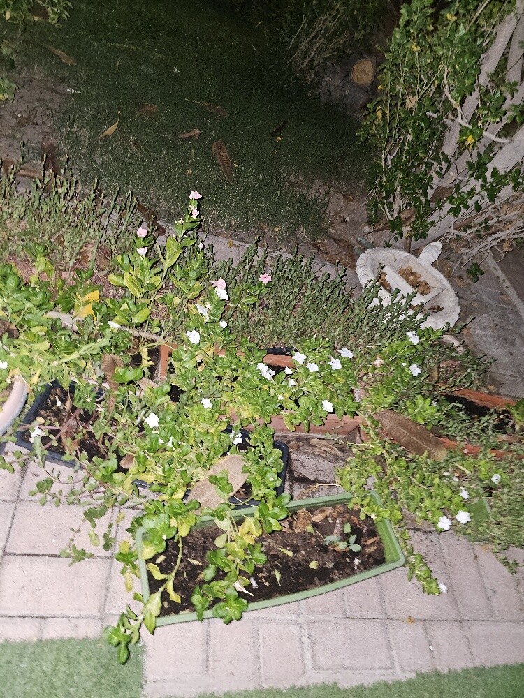 different outdoor plants - 6