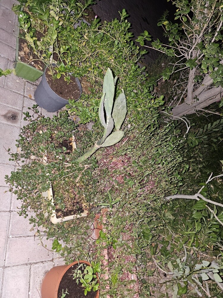 different outdoor plants - 4