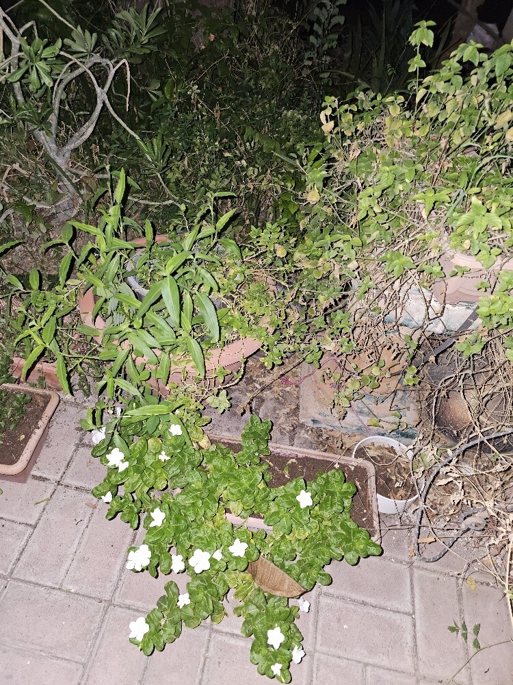 different outdoor plants - 3