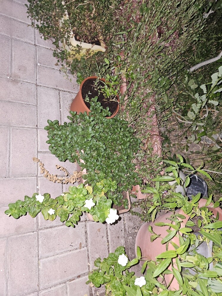 different outdoor plants - 2