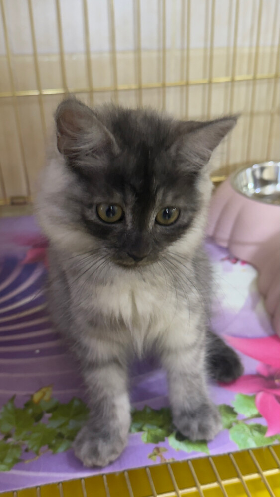 sherazi Russian cat due to travel  - 1