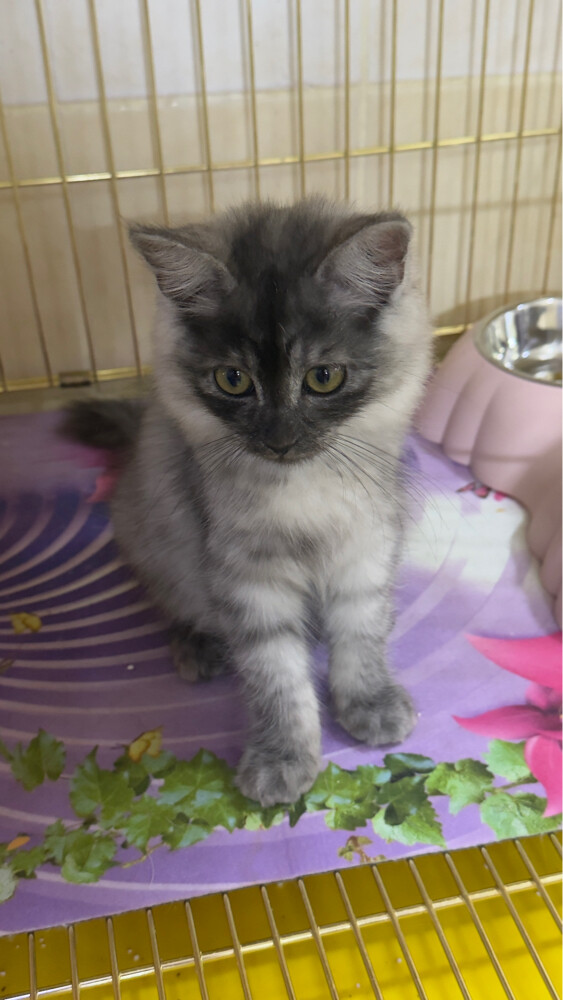 sherazi Russian cat due to travel  - 2