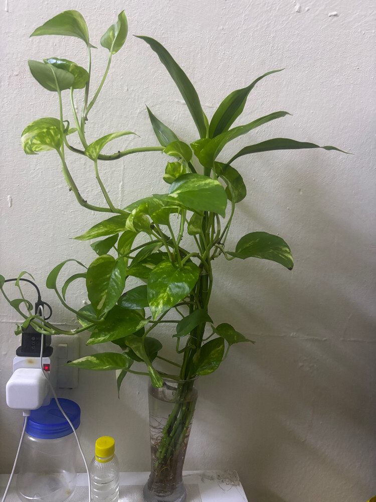 live plants with vase (3 set inclu) - 3