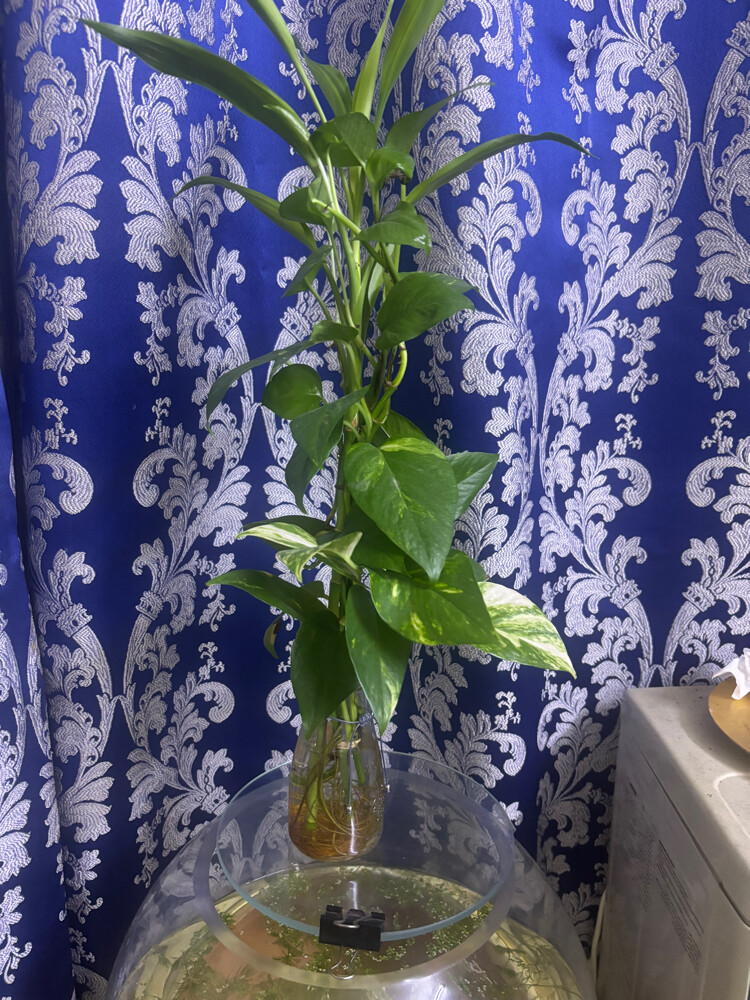 live plants with vase (3 set inclu) - 2