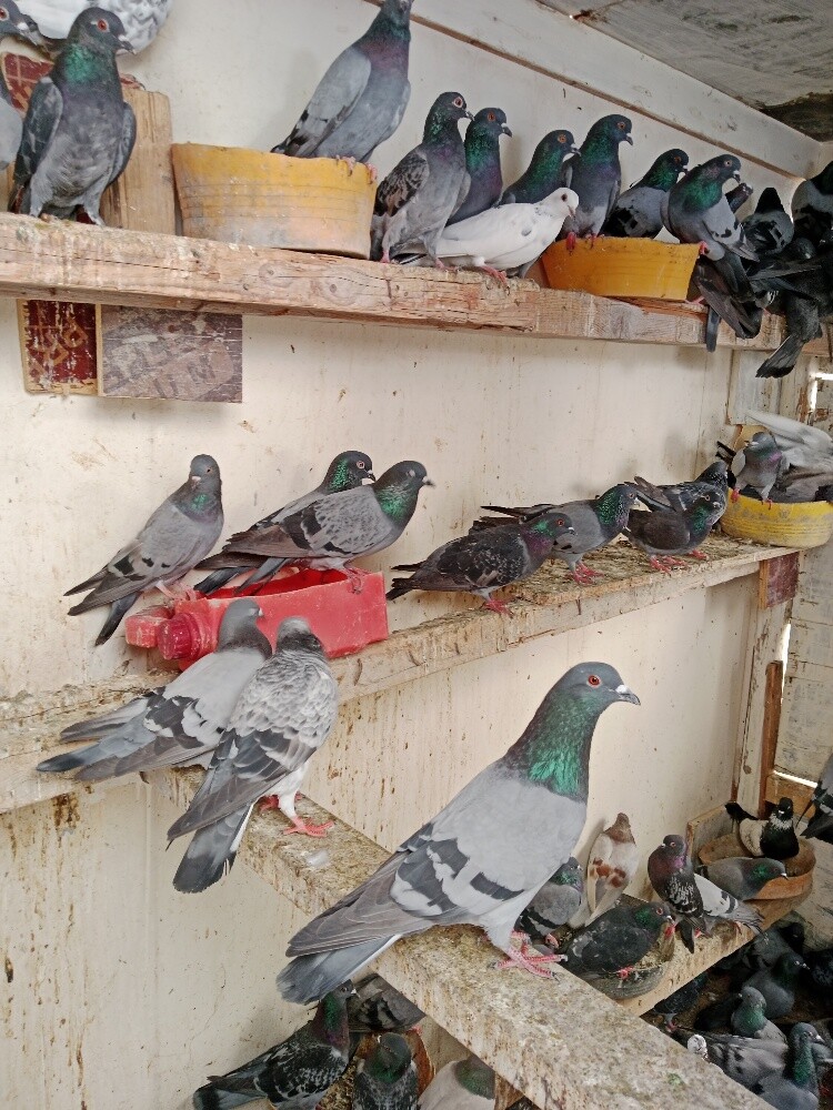 حمام قوي جوز 34 - 2