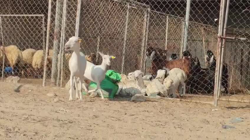 للبيع عنز عمااانيه وليد تحتها جمد - 6