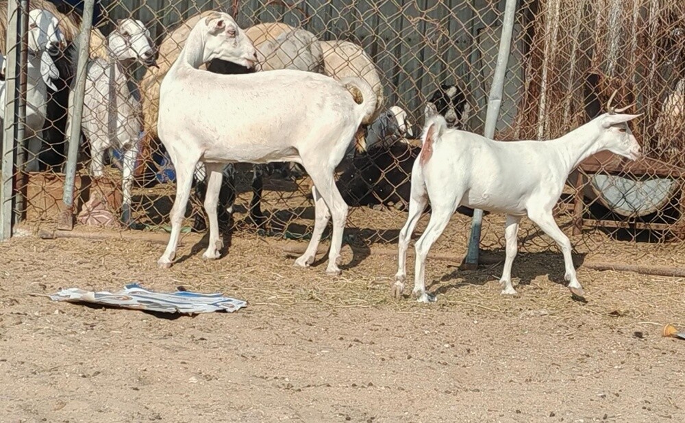للبيع عنز عمااانيه وليد تحتها جمد - 2
