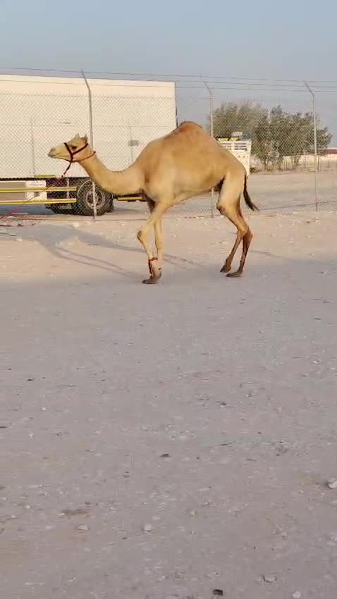 بكره لقيه طيبه - 1