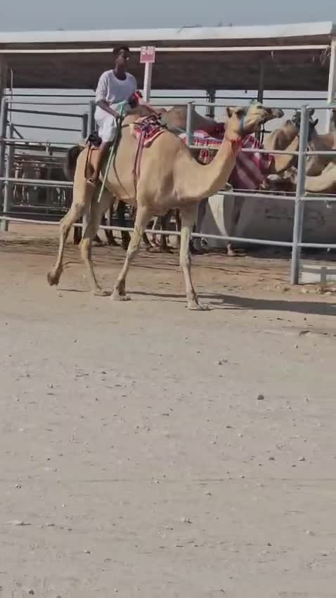 نشتري جميع انواع الحلال - 1