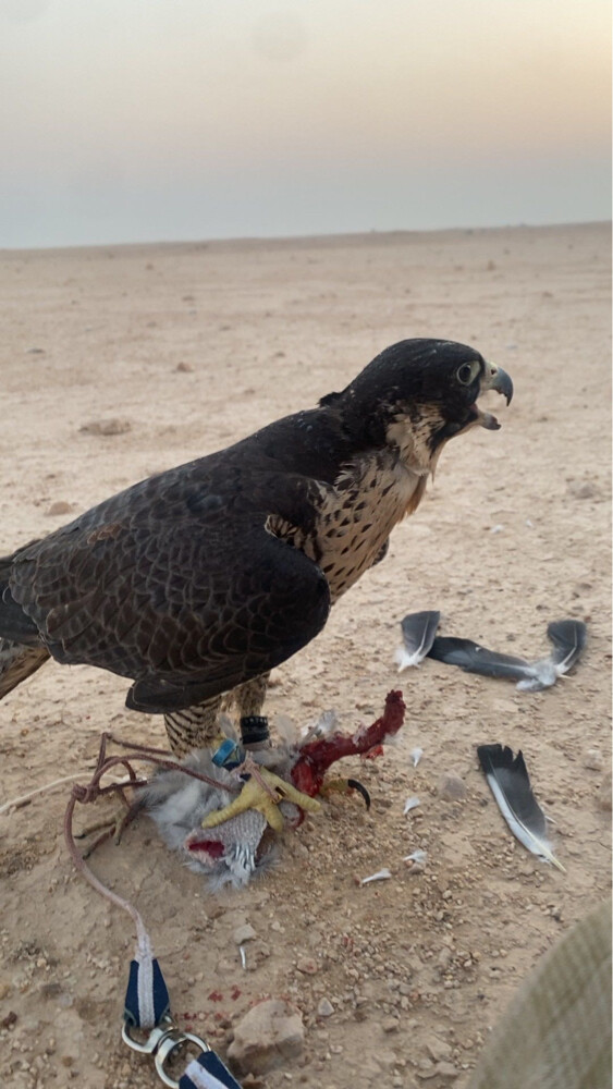 البيع او البدل با جير تبع ولا حر - 2