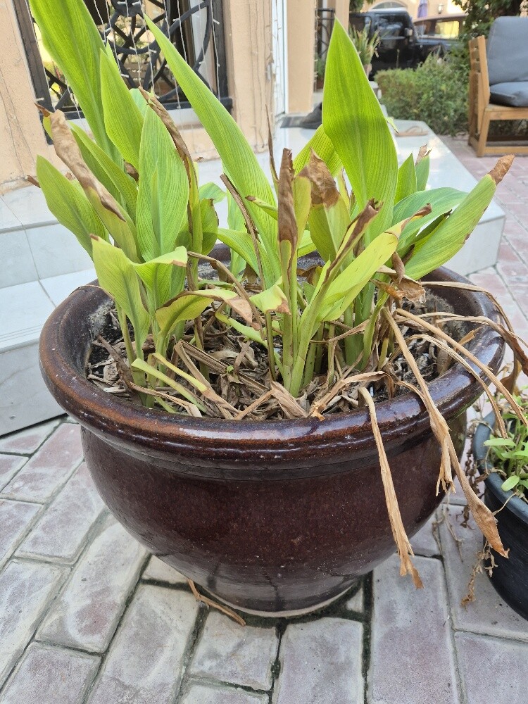 Outdoor plants - 4