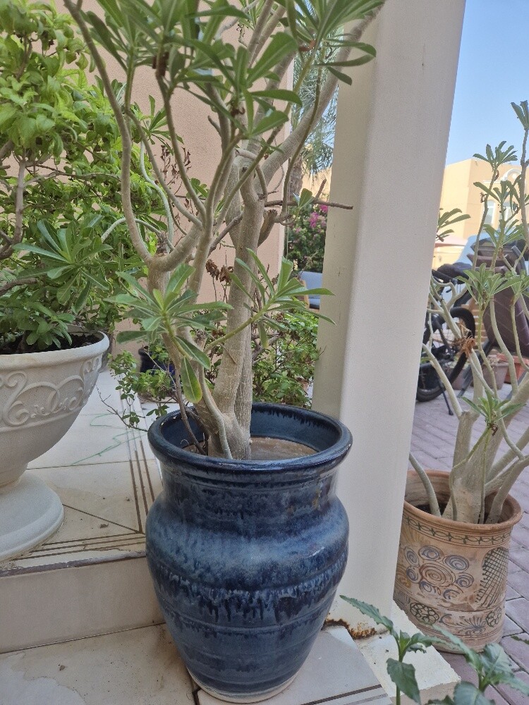 Outdoor plants - 3