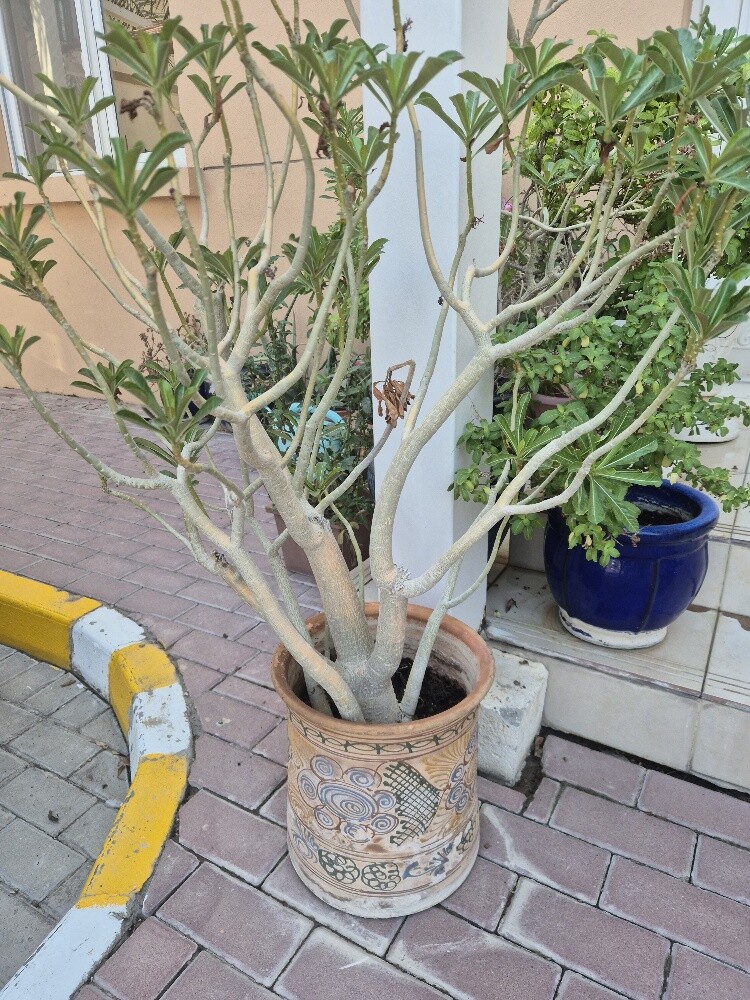 Outdoor plants - 2