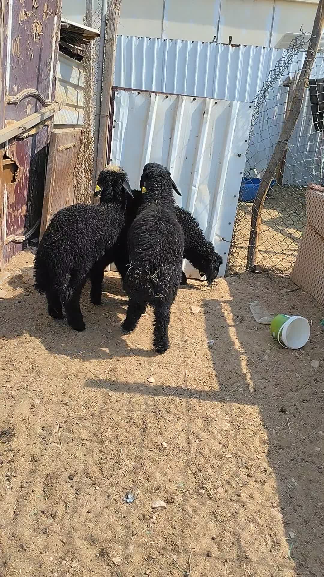للبيع طليان عرب طيبة وسمان - 1