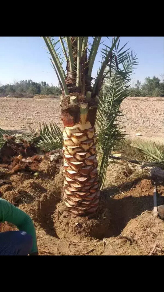 حفر الا بار وتر كيب الغطاس و - 3