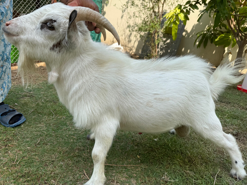 للبيع ماعز قزم بيور - 2