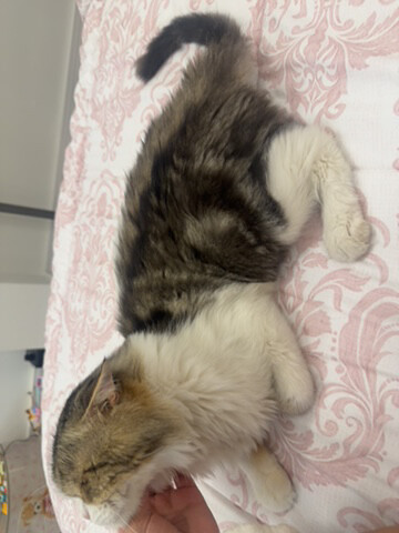 cat - 2