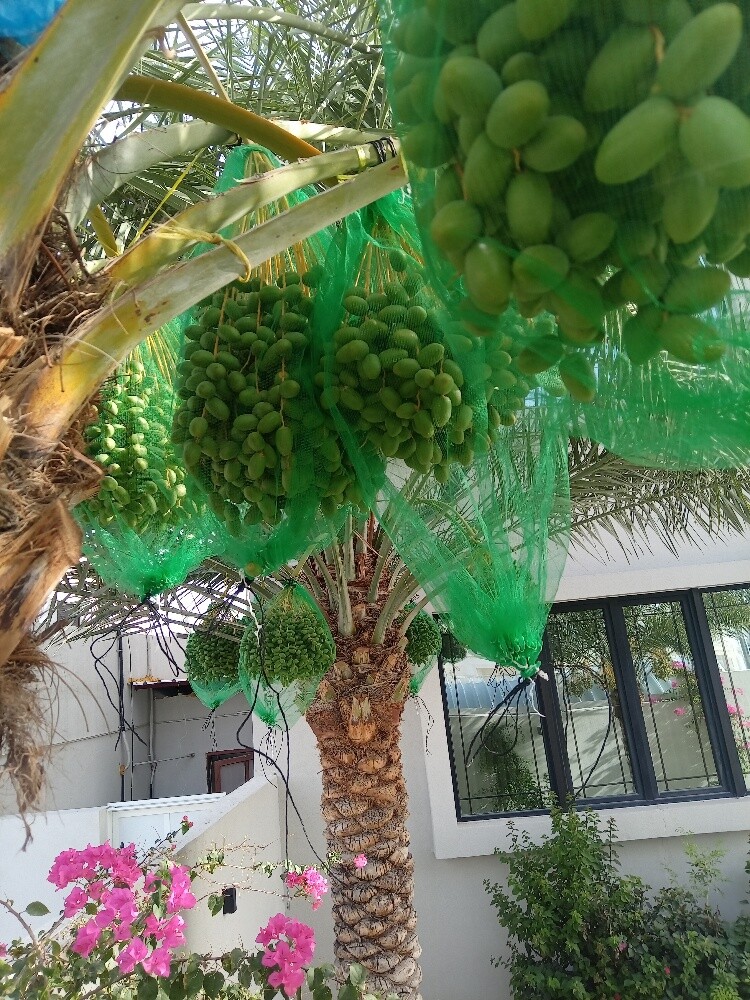 العنايه بالنخيل - 2