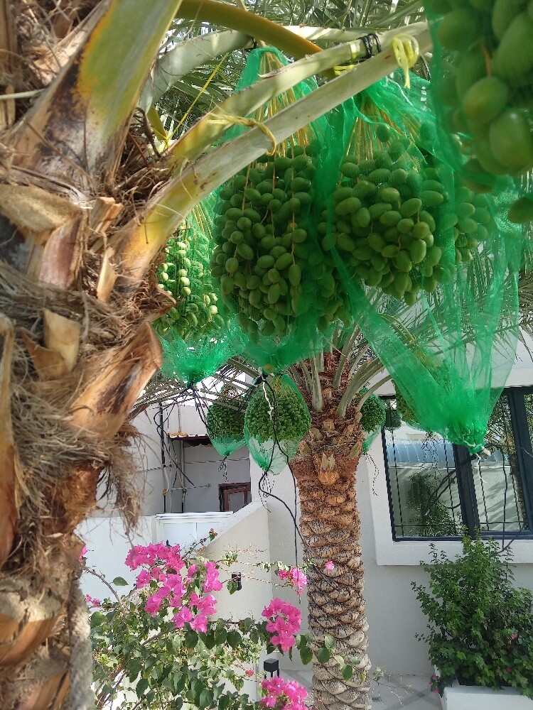 العنايه بالنخيل - 1