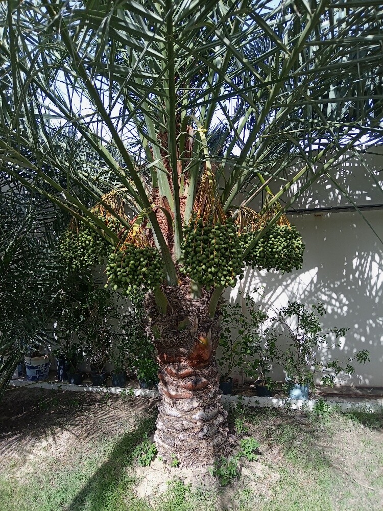 العنايه بالنخيل - 3