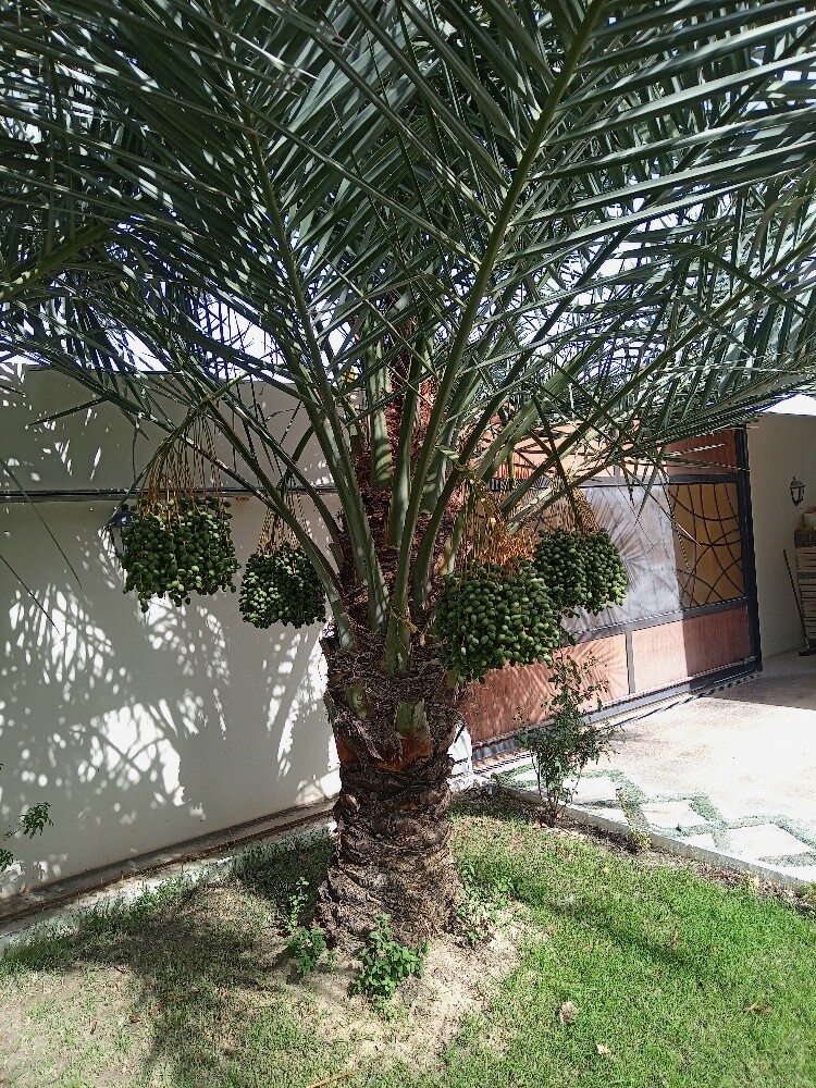 العنايه بالنخيل - 4