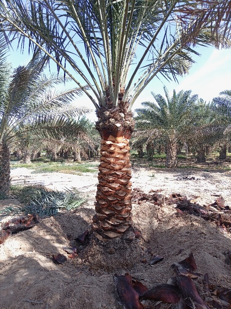 صيانه الحدايق - 4