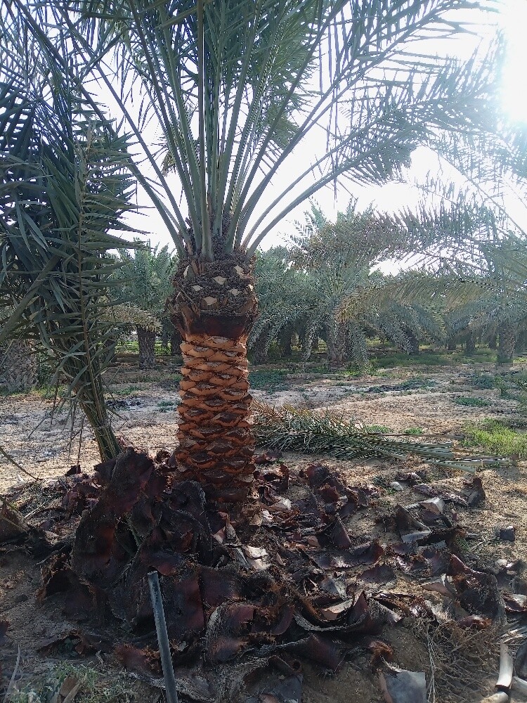 صيانه الحدايق - 3