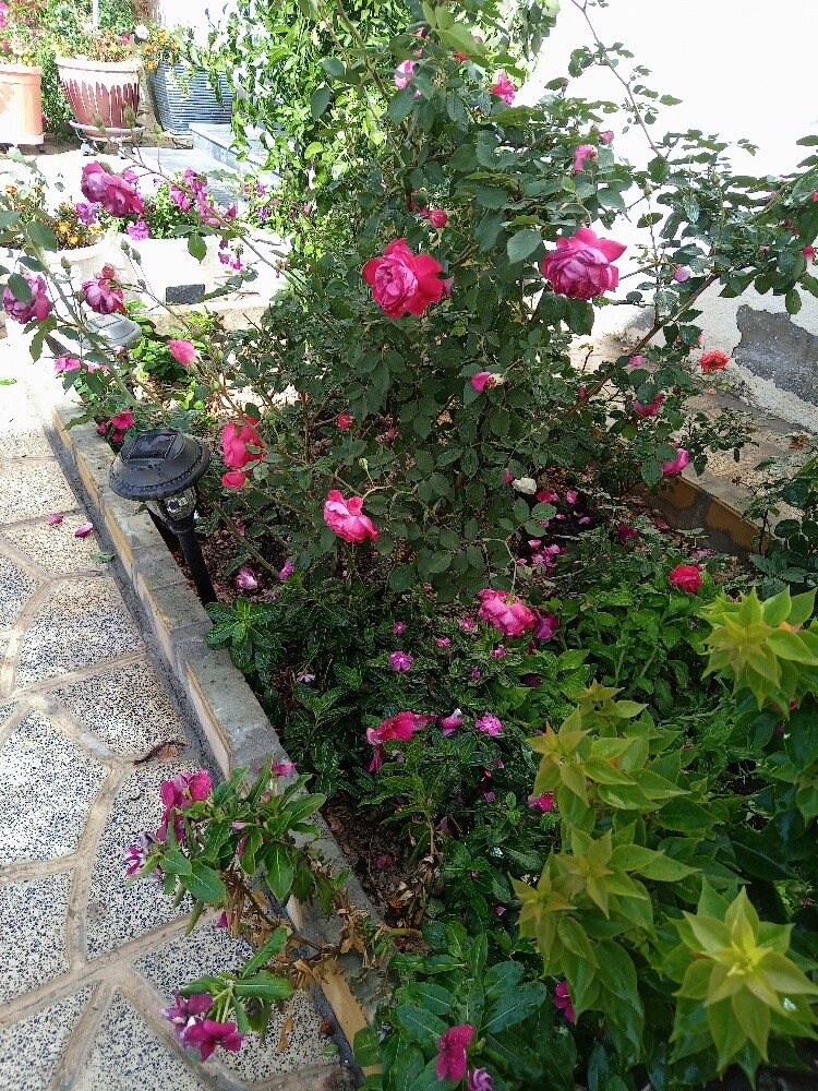 صيانه الحدايق - 1