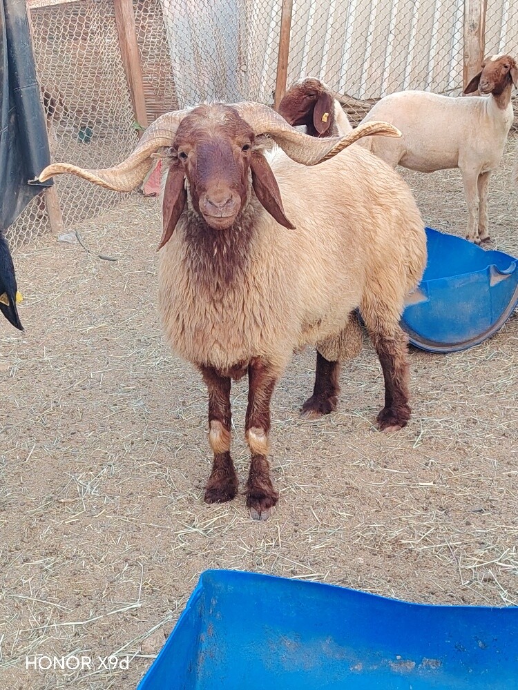 خروف سوري ينسف شرط حار - 2