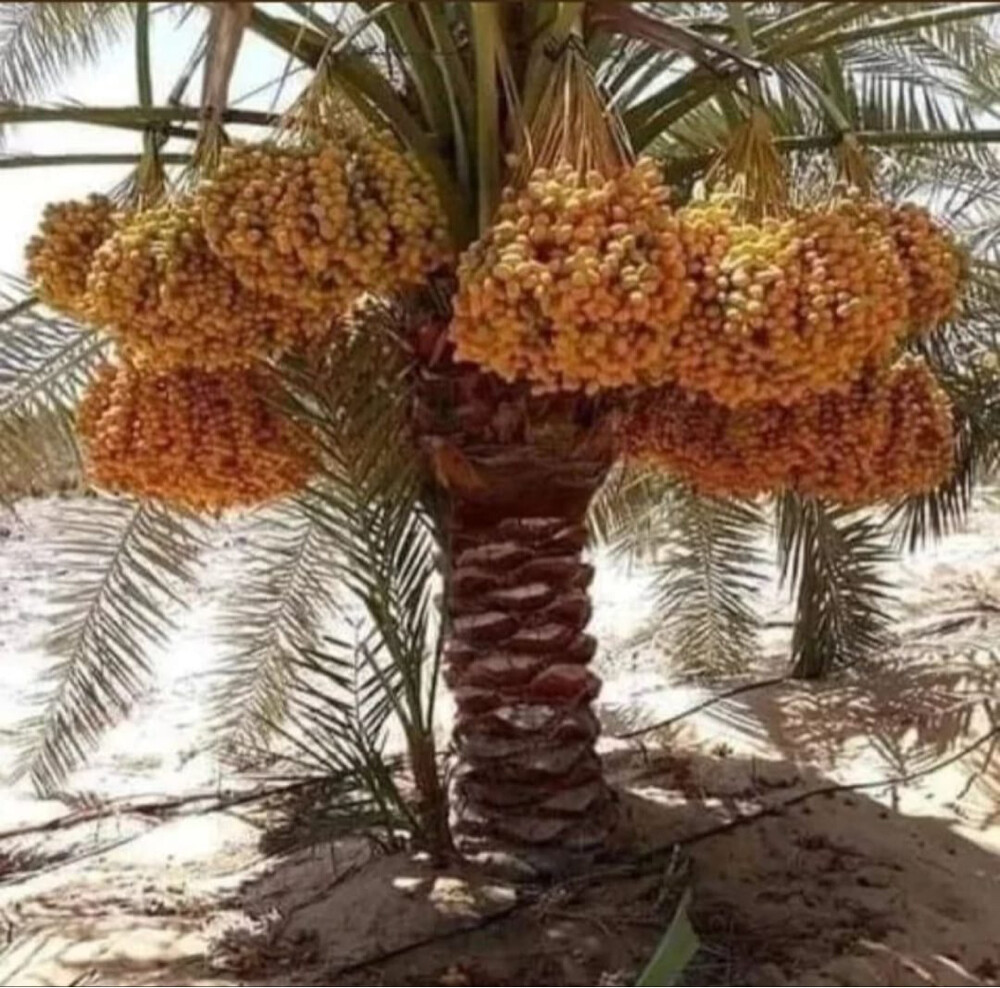 الصيانه الشهريه للحدايق - 6