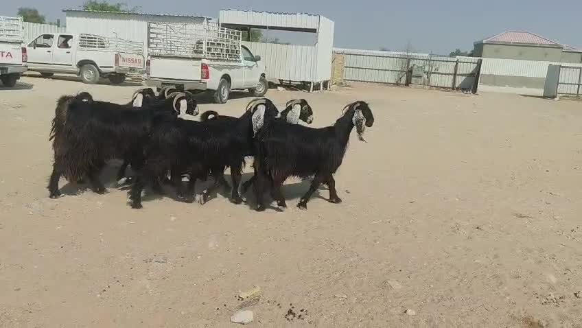 للبيع معزه عوارض طيبه دفيع شرط - 7
