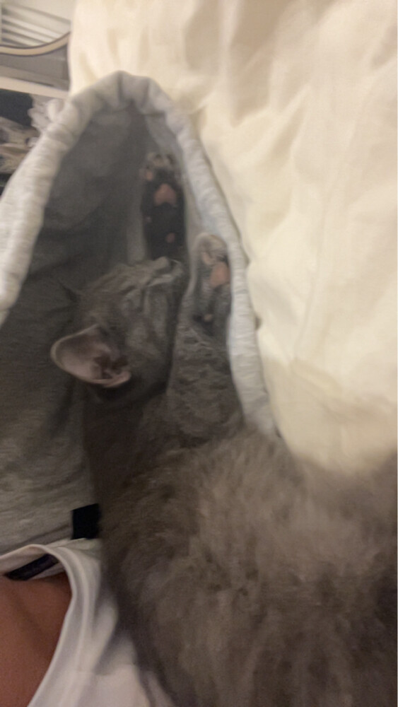 cat Scottish grey still young - 2