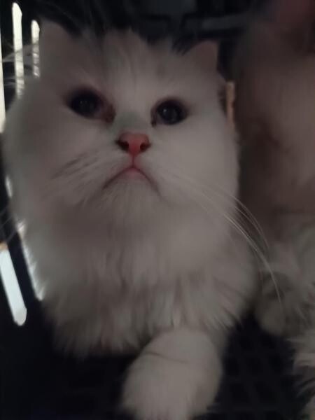 This 2 cat for sale - 4