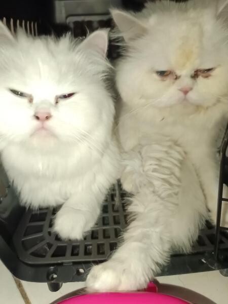 This 2 cat for sale - 3