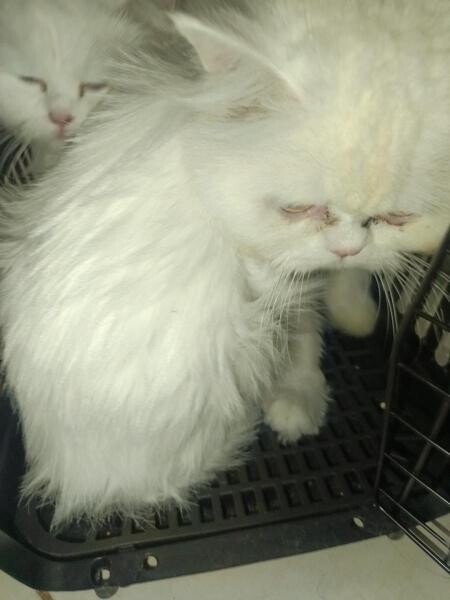This 2 cat for sale - 2