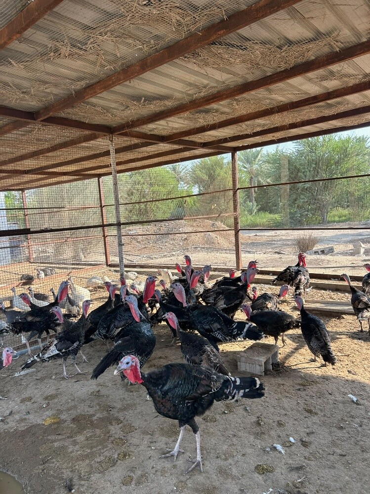 الدجاج الرومي - 3