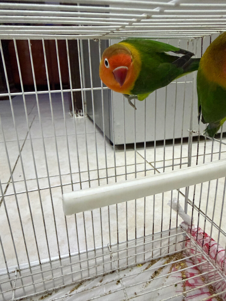 love birds  - 10