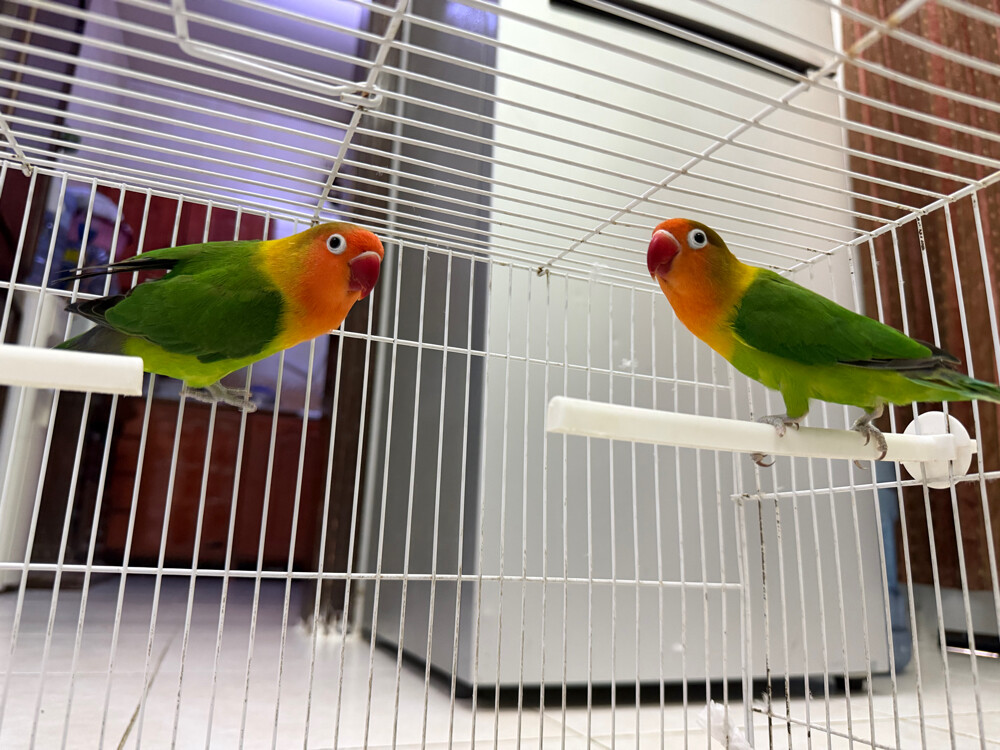 love birds  - 3