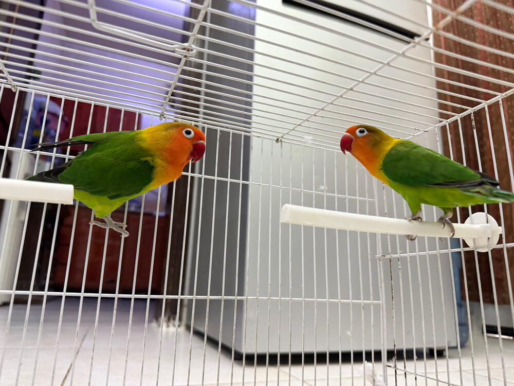 love birds  - 9