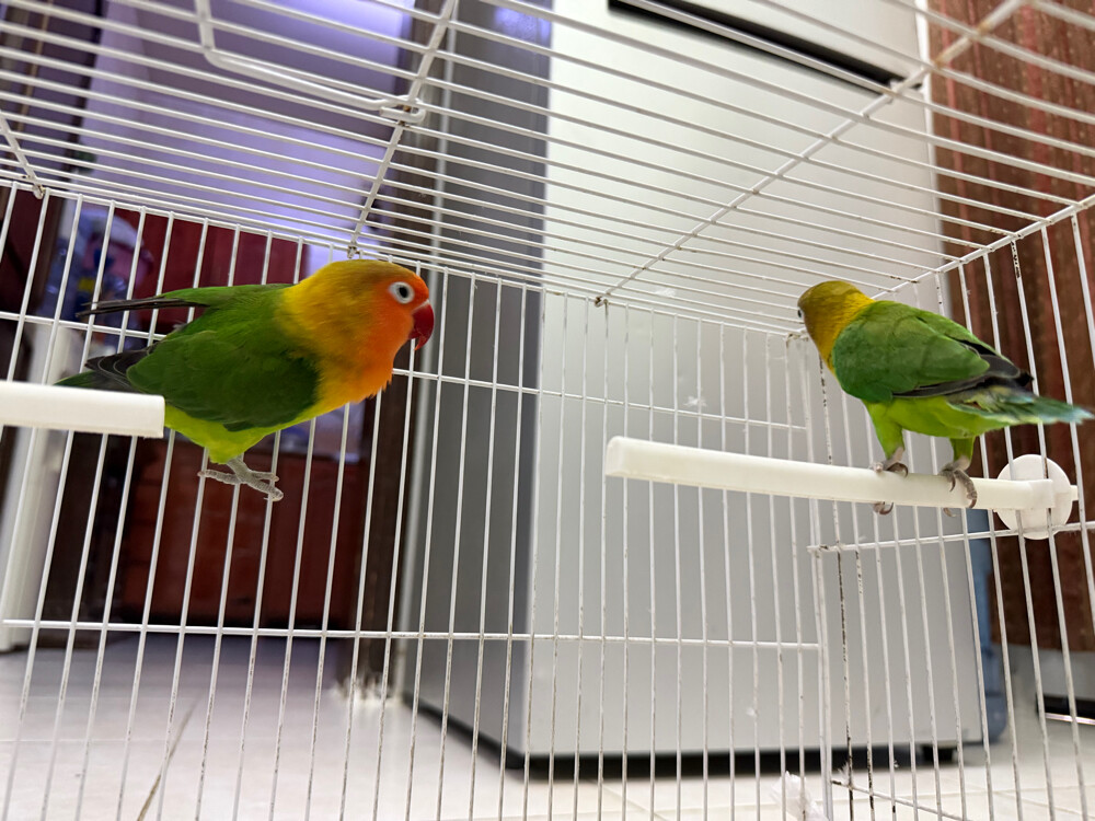 love birds  - 6