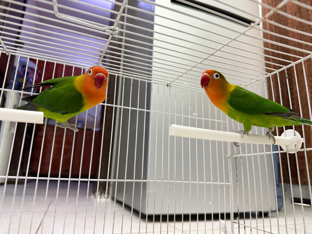 love birds  - 2