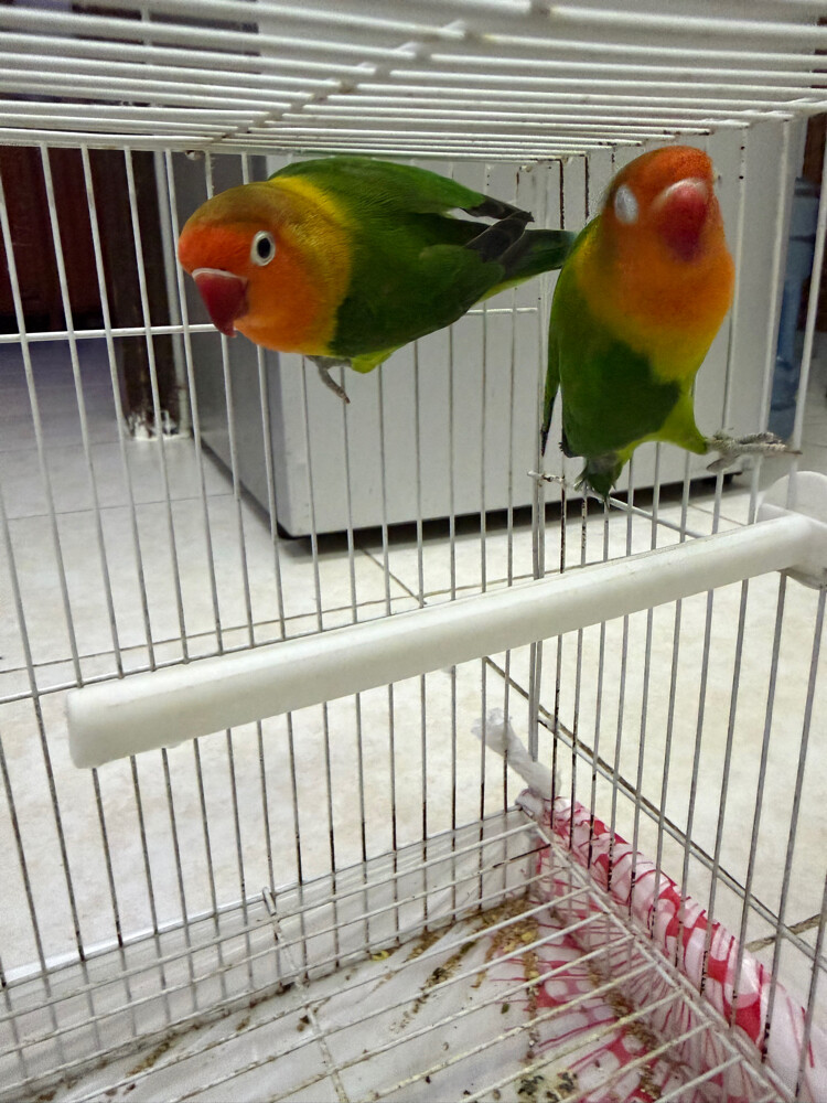 love birds  - 1
