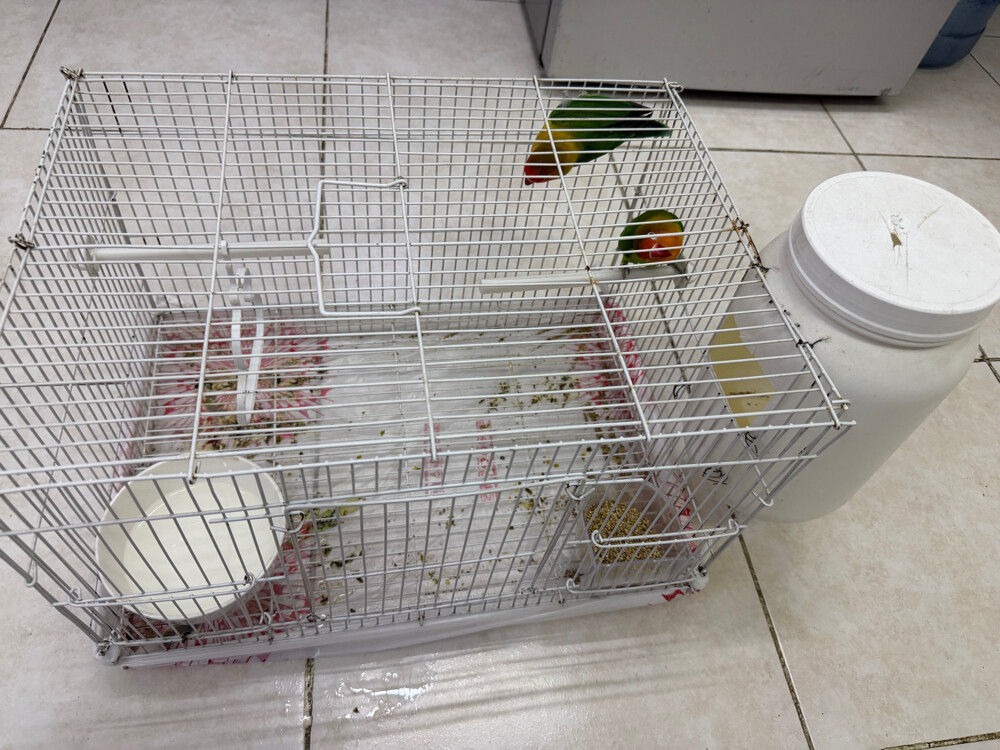 love birds  - 5
